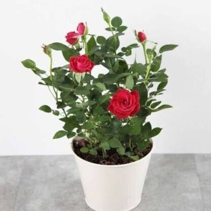 Seeds Desi Gulab with Pot