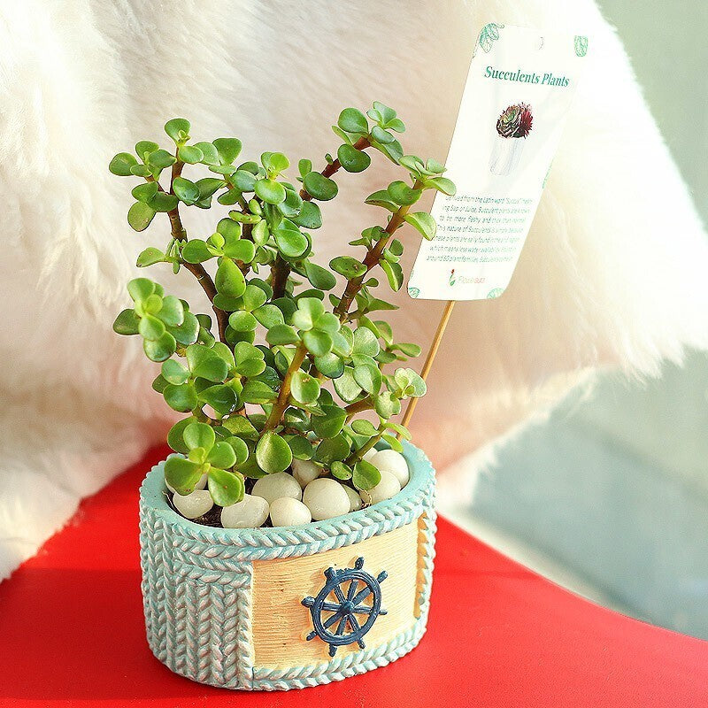 Seeds Plant
